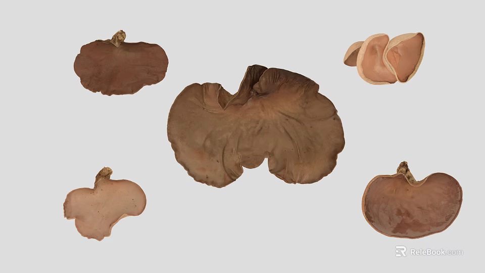 Various Brown Mushroom Fungi Plants With Different Shapes On Gray Background 3d model